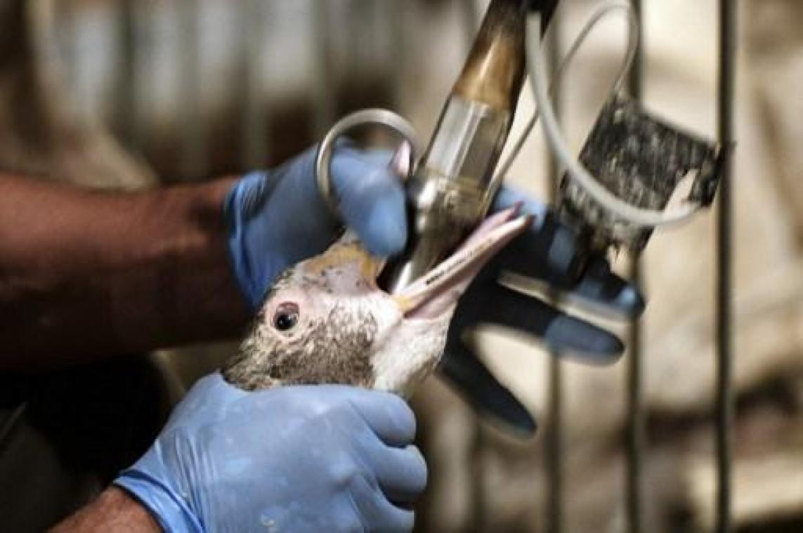 Hooggerechtshof bevestigt verbod op foie gras in Californië