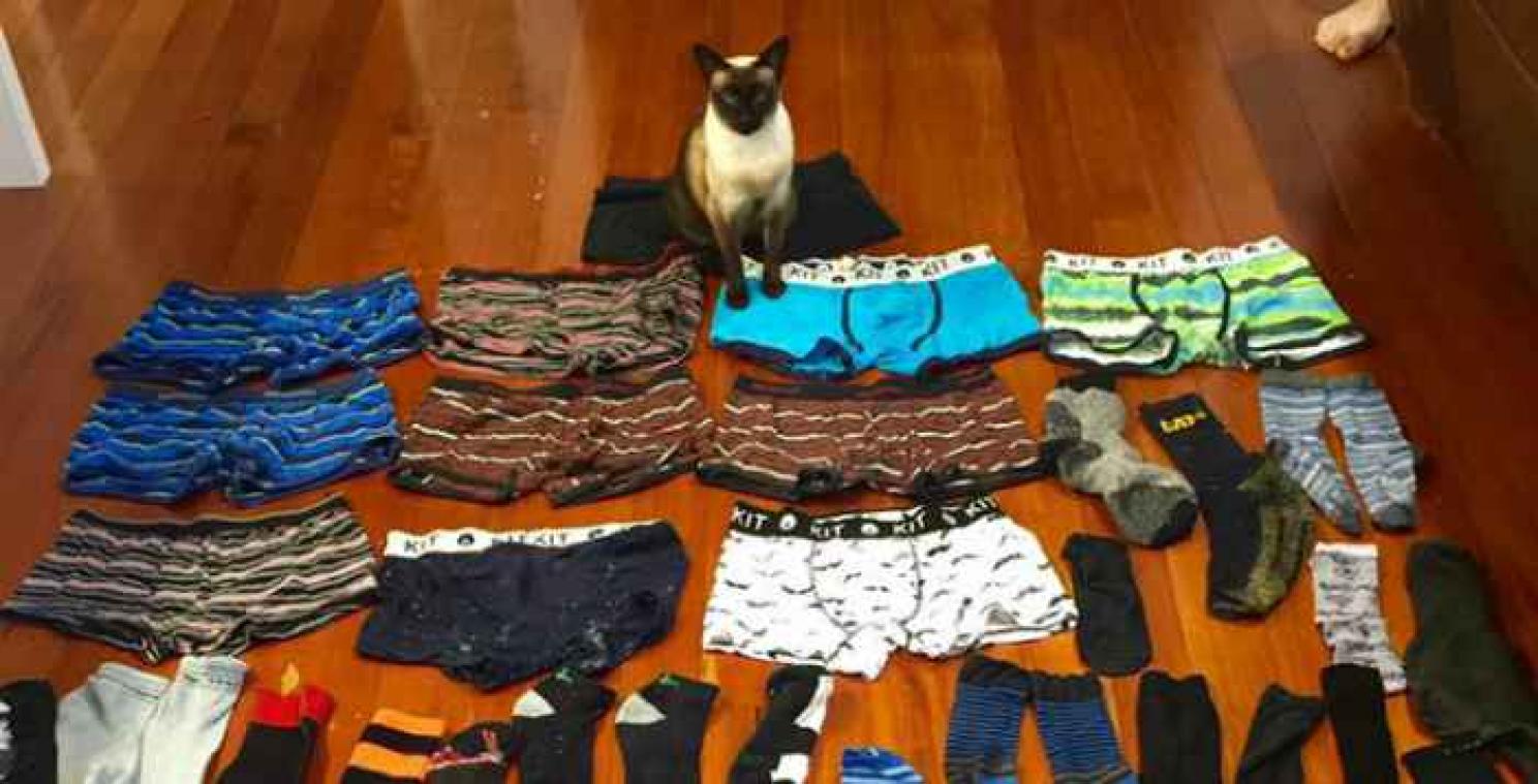 Ondeugdende kat heeft een dubbelleven als onderbroekendief