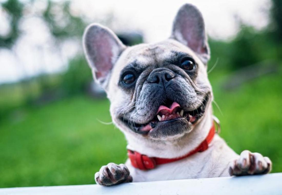 Geef jij deze honden een nieuwe thuis?