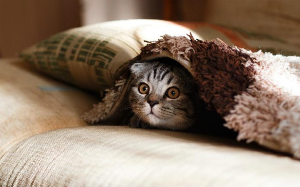Een spinnende kat is ook wel eens een grumpy cat