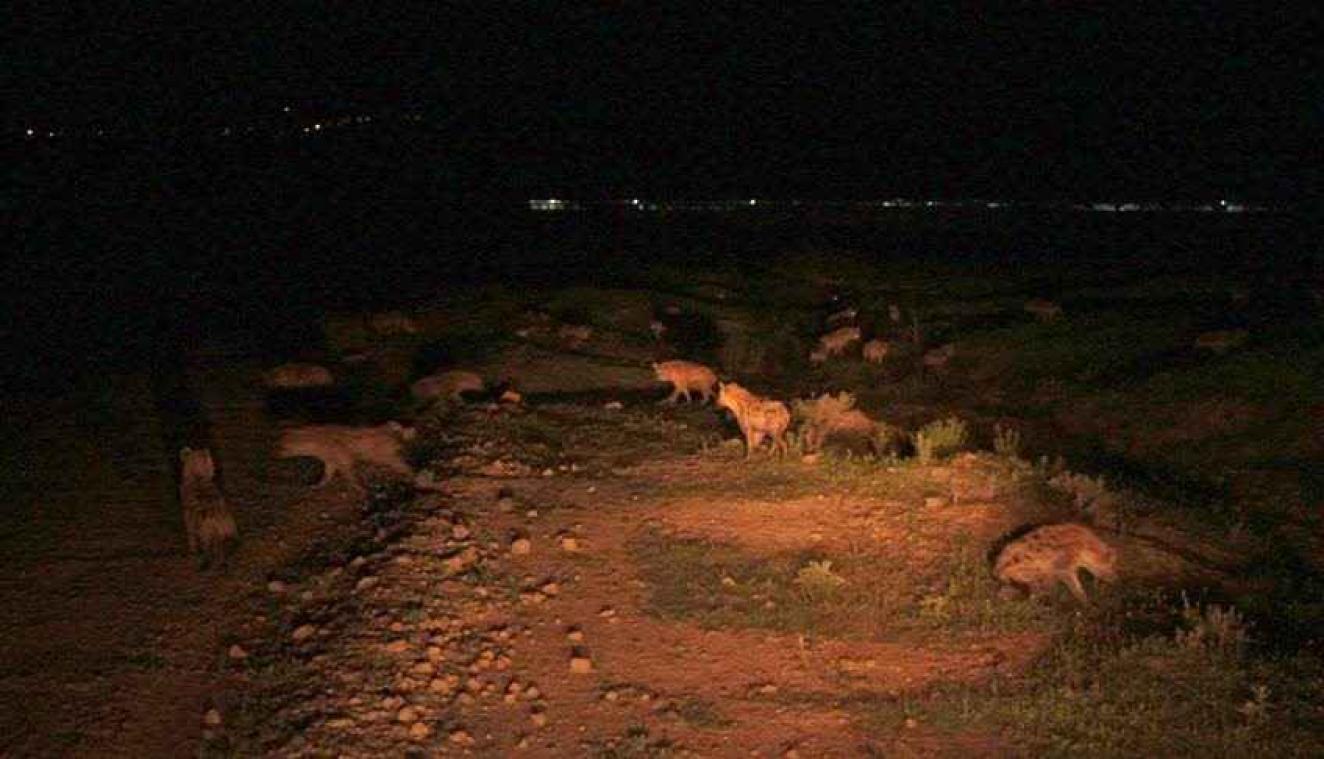 Studente ontdekt grootste clan gevlekte hyena's in Afrika