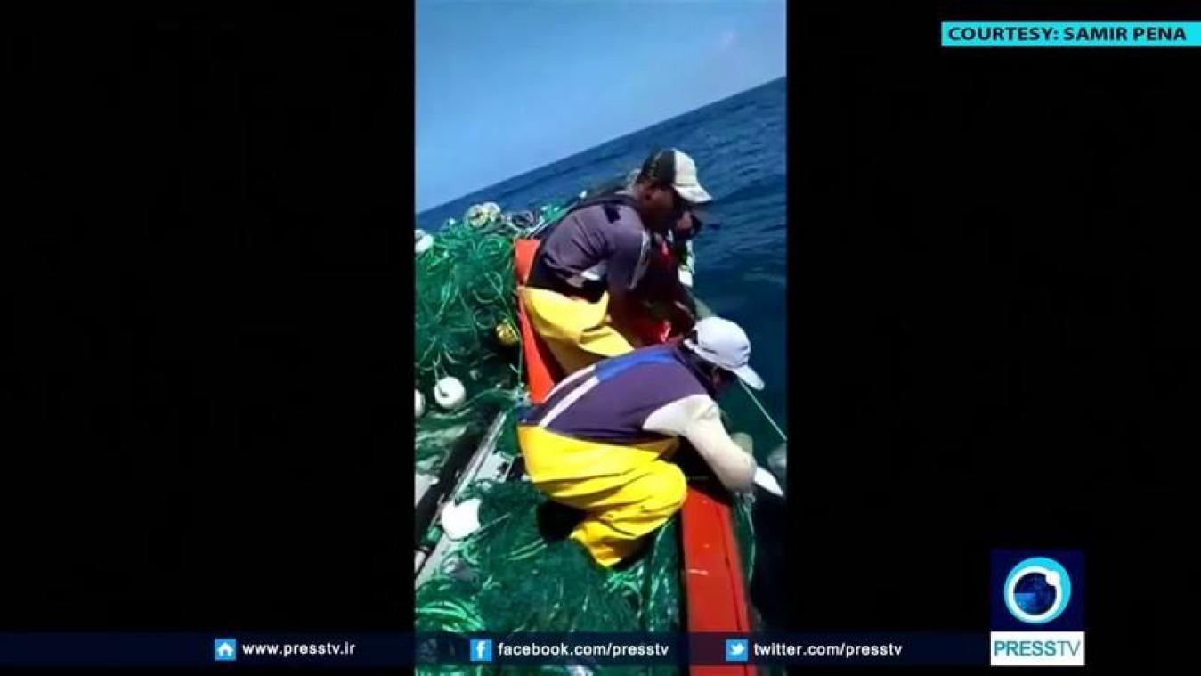 VIDEO. Orka "bedankt" vissers na reddingsoperatie