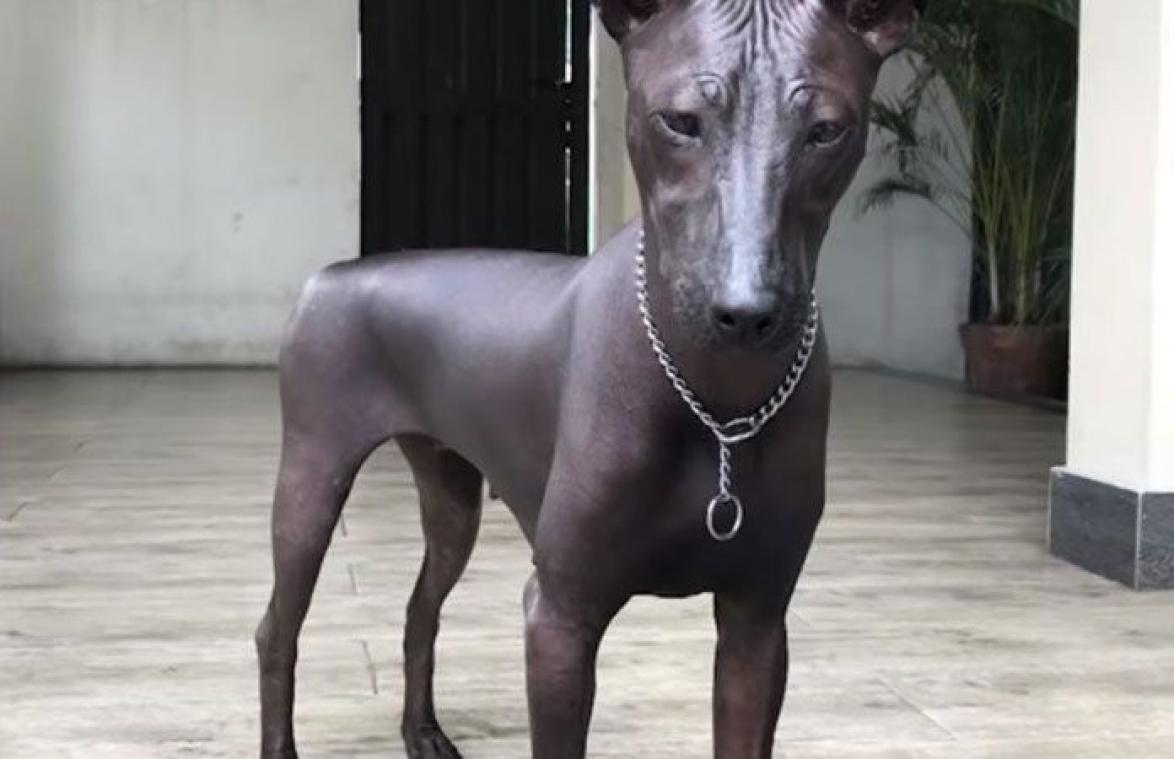 Zie jij wat er zo straf is aan dit 'standbeeld' van een hond?