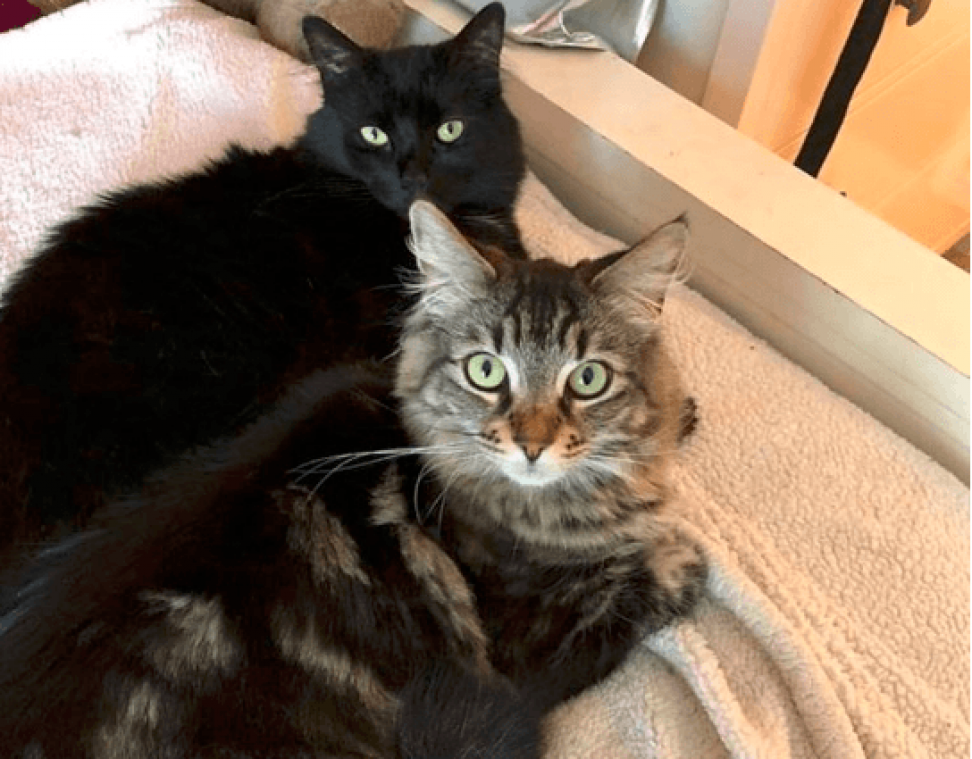 Katten krijgen luxestudio voor zichzelf