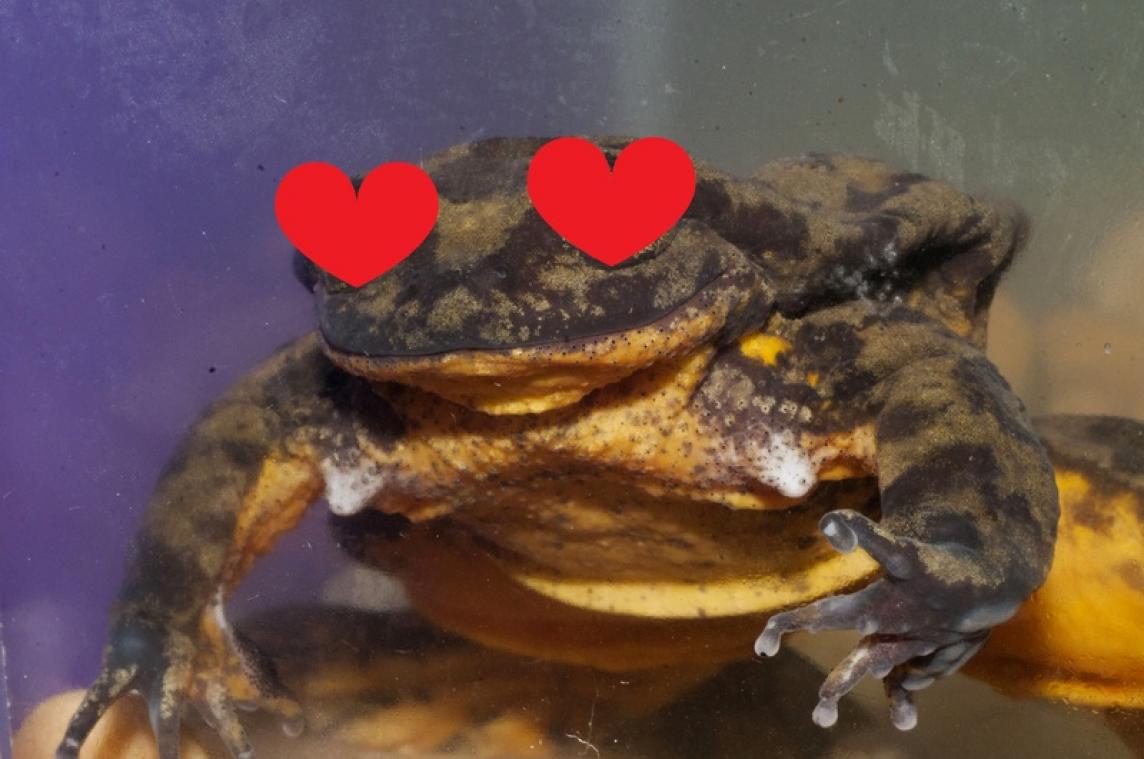 Eenzaamste kikker ter wereld vindt liefde