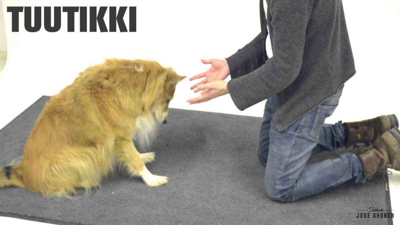 Honden zijn nog steeds geen fan van magie