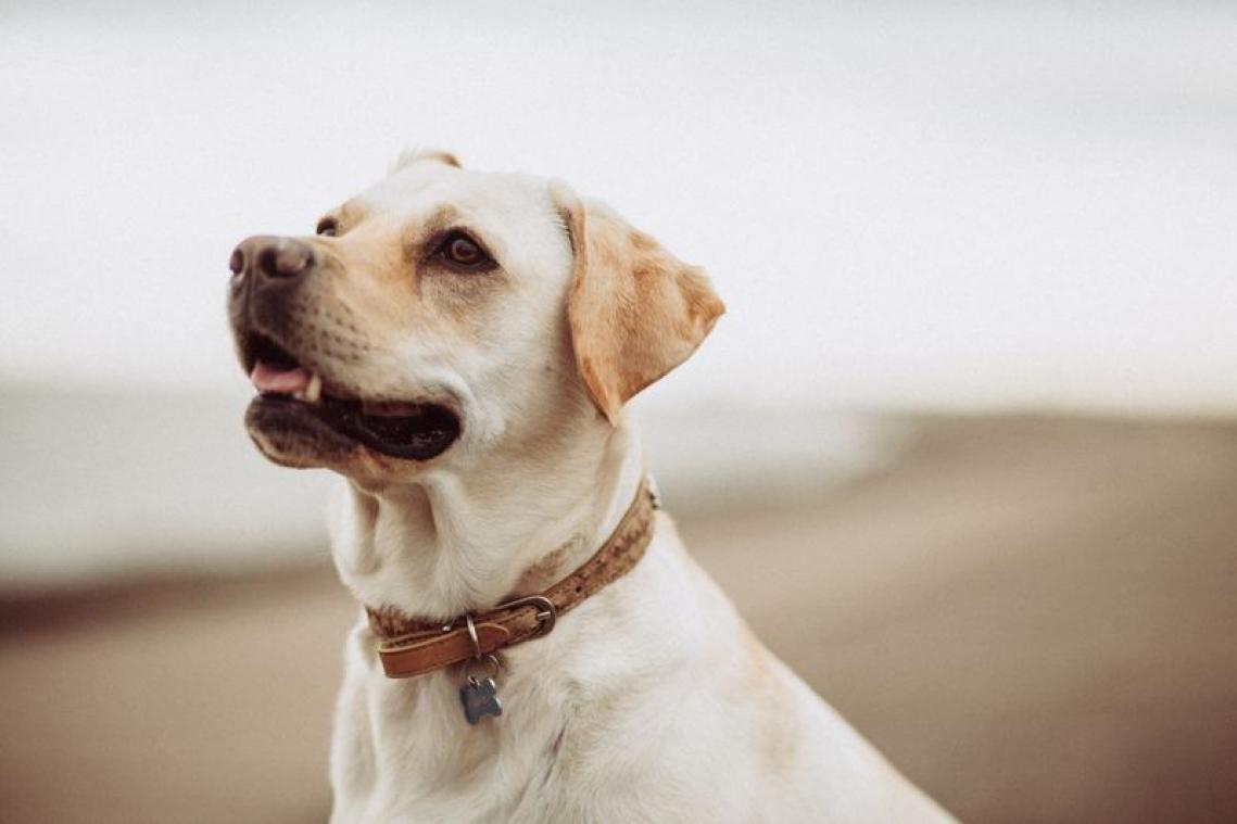 Geef jij deze honden een nieuwe thuis?