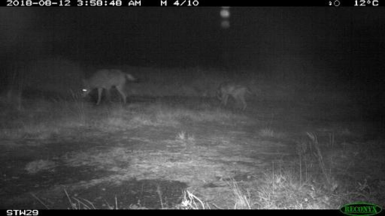 Schaderegeling voor wolf niet meer van kracht door beslissing Raad van State