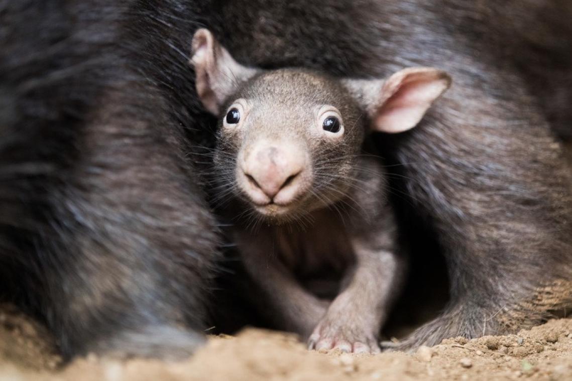 Australië wil dat we geen selfies meer nemen met wombats