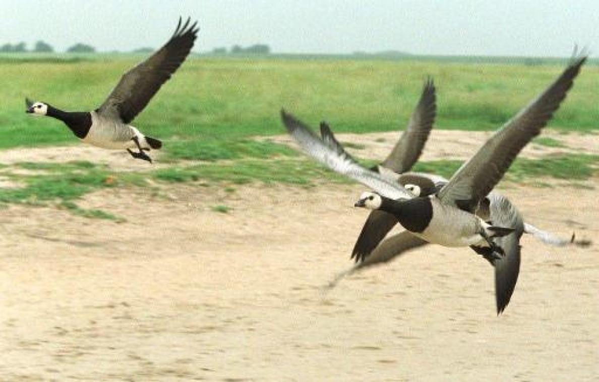 Klimaatopwarming stuurt broedproces arctische vogels in de war