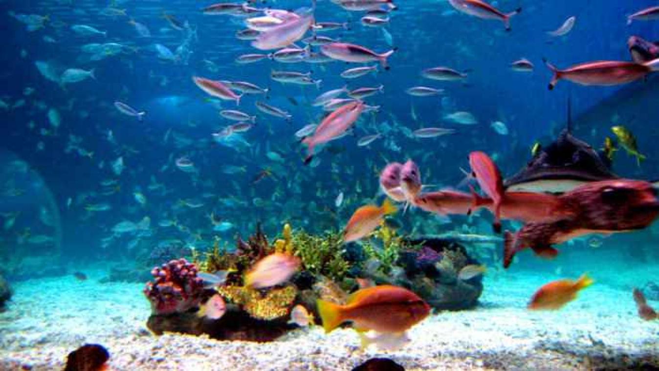 De gevolgen van de klimaatverandering op zee: minder sushi, meer kwallen