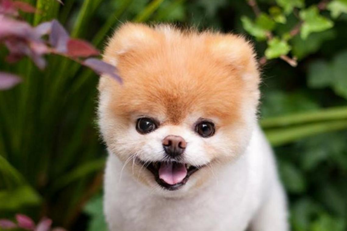 's Werelds schattigste hond Boo is gestorven