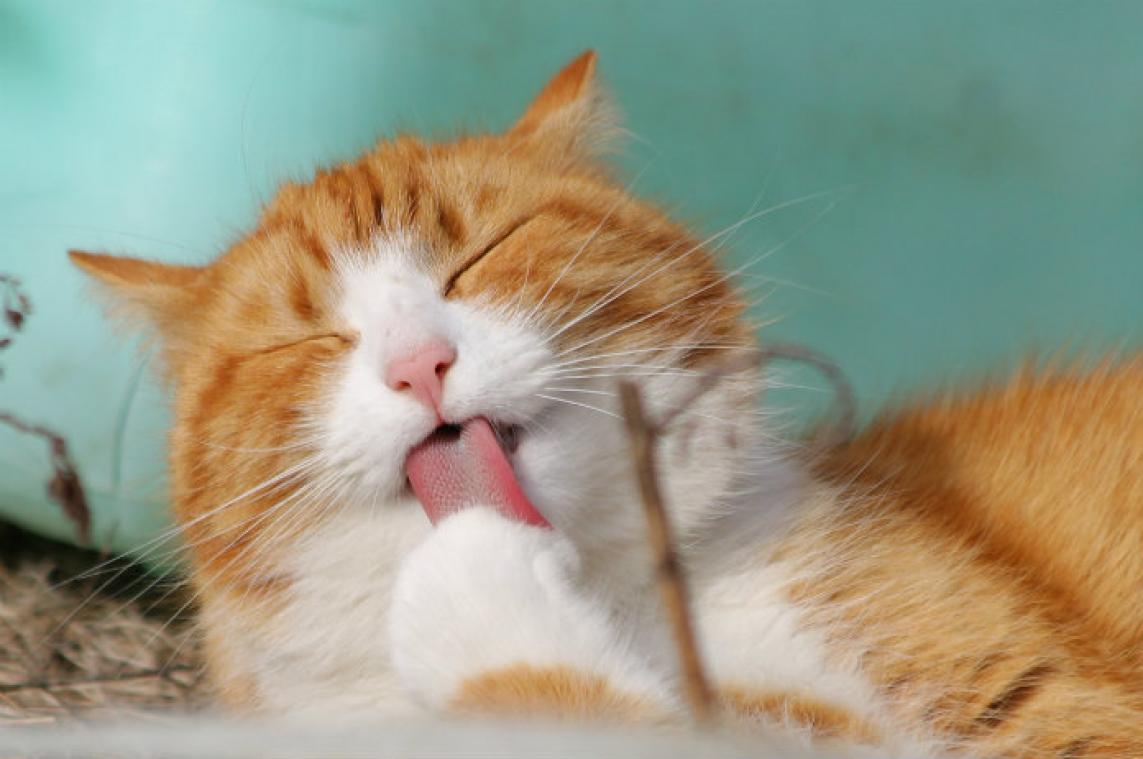 Daarom zijn kattentongen bijzonder