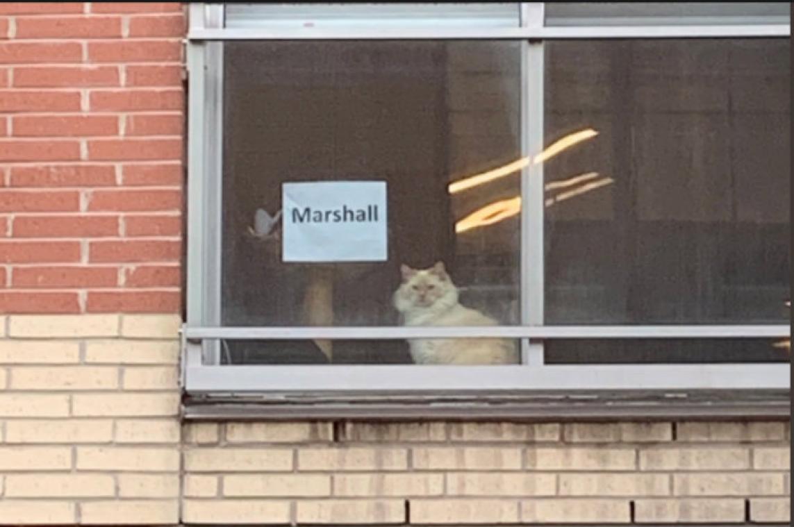 Vrouwen zijn in de ban van deze mysterieuze kat