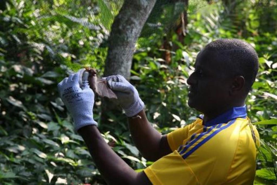 Ebolavirus aangetroffen in vleermuis in Liberia