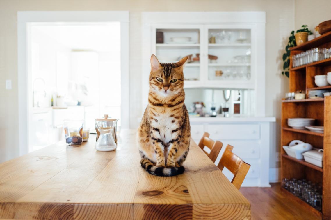 Waarom je kat steeds in de weg lijkt te liggen