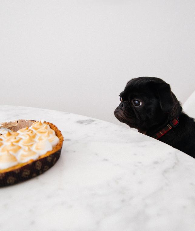 Antwerpen krijgt restaurant voor honden