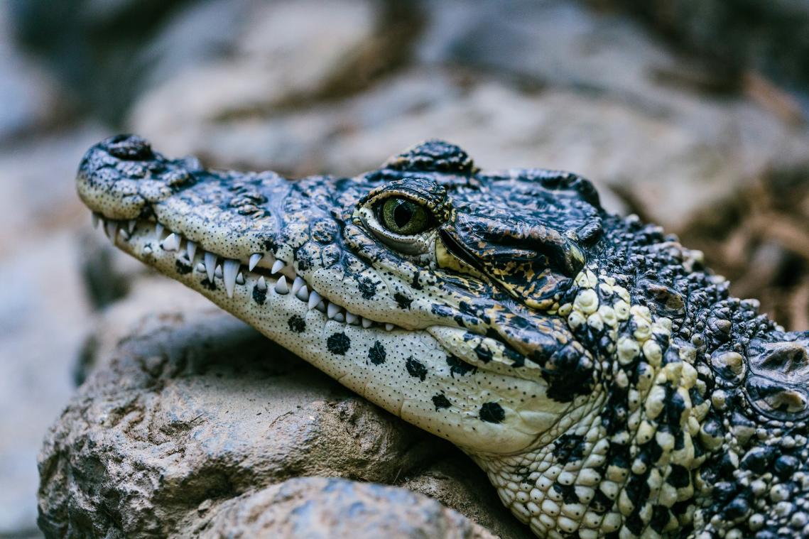 Alligator helpt man van depressie af