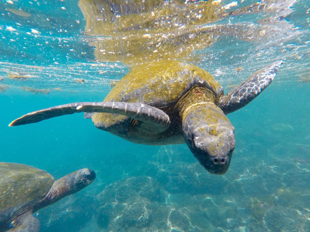 Mannelijke zeeschildpadden krijgen het heet onder de voeten