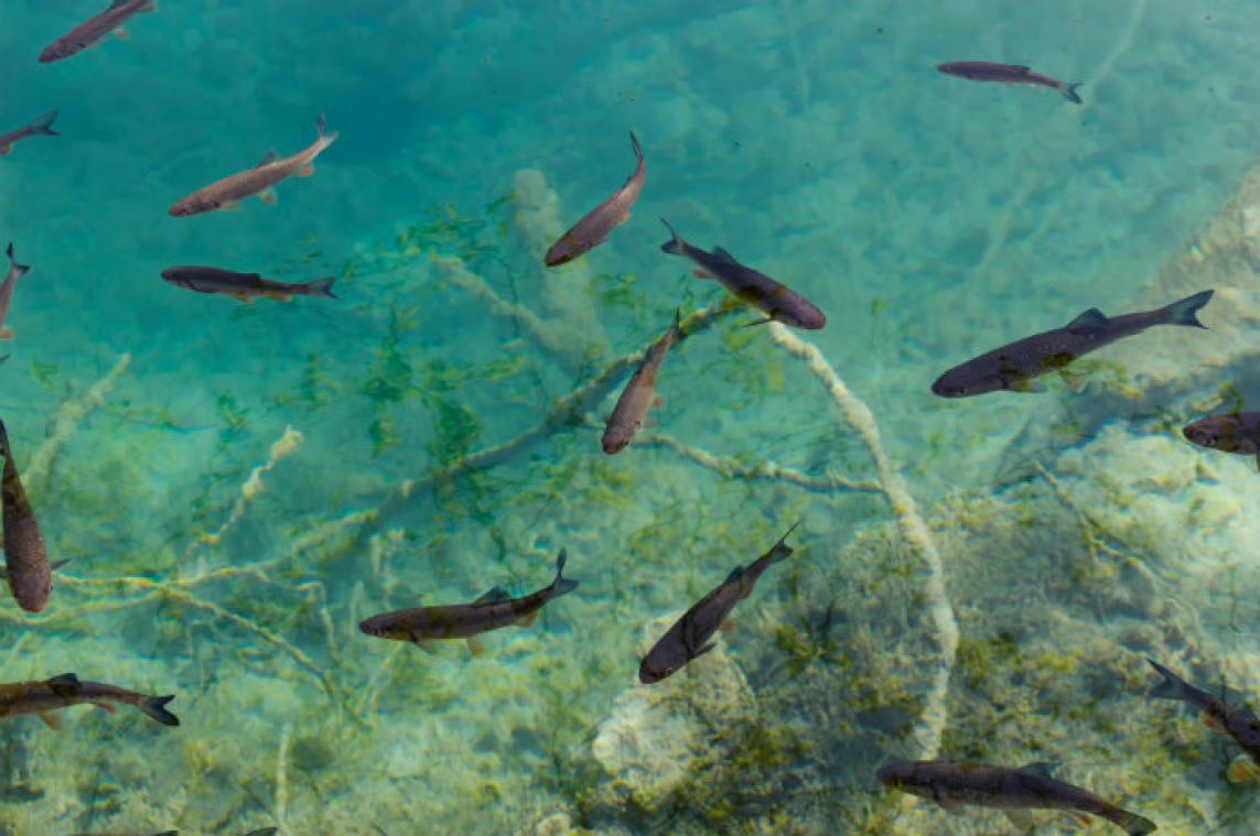 Opnieuw massale vissterfte in Australische rivier