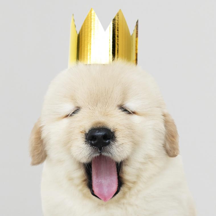 Geef jij deze honden een nieuwe thuis?
