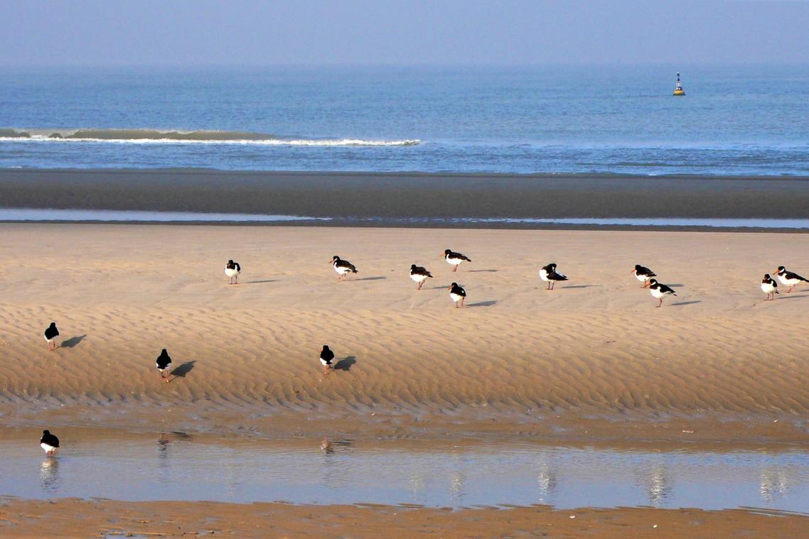 Bescherm de biodiversiteit van onze Noordzee