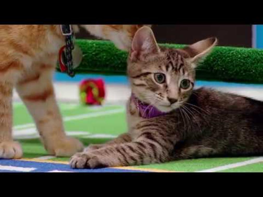 VIDEO. Super Bowl maakt plaats voor Kitten Bowl