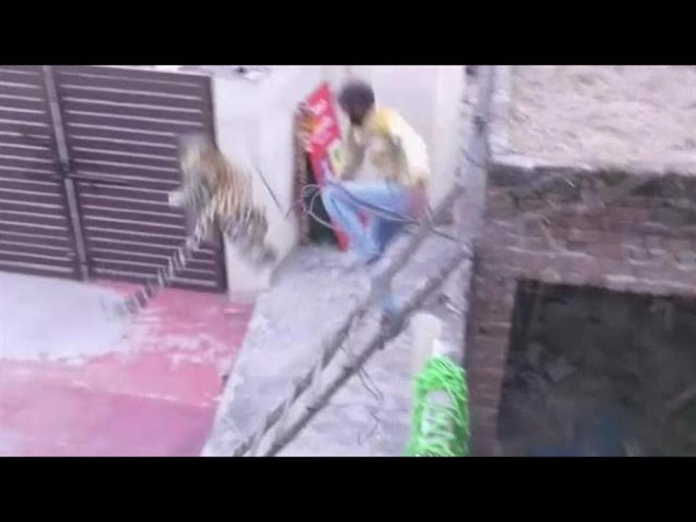 VIDEO. Luipaard valt bewoners van Indiaas dorp aan