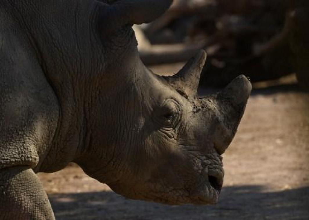 Pairi Daiza: witte neushoorn Madiba is zwanger