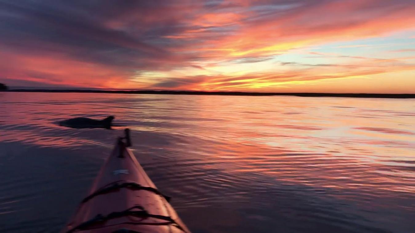 VIDEO. Kajakker wordt tijdens zonsondergang door iets magisch verrast