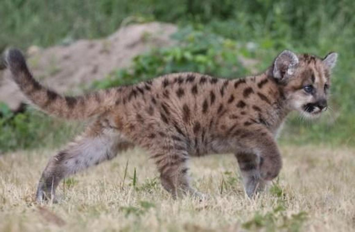 Jogger doodt poema met blote handen in Colorado