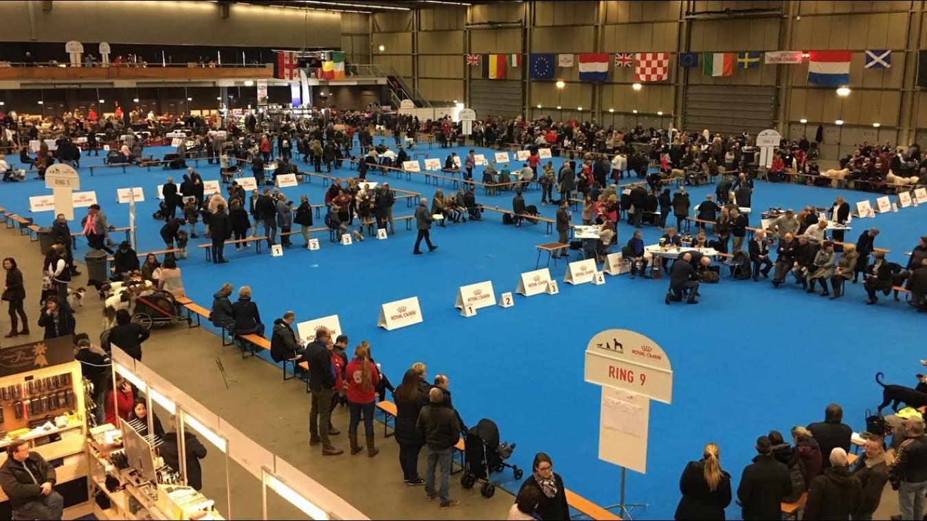 VIDEO. Mannen betasten teefjes tijdens hondenshow in Nederland