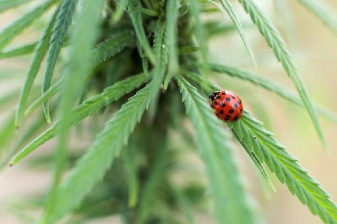 CD&V, Open Vld en MR willen regeringsbureau voor medicinale cannabis