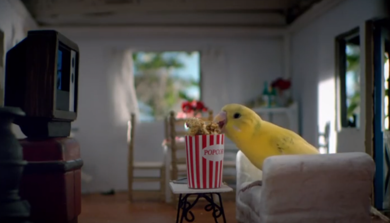 Airbnb maakt vogelhuisjes van populaire accommodaties