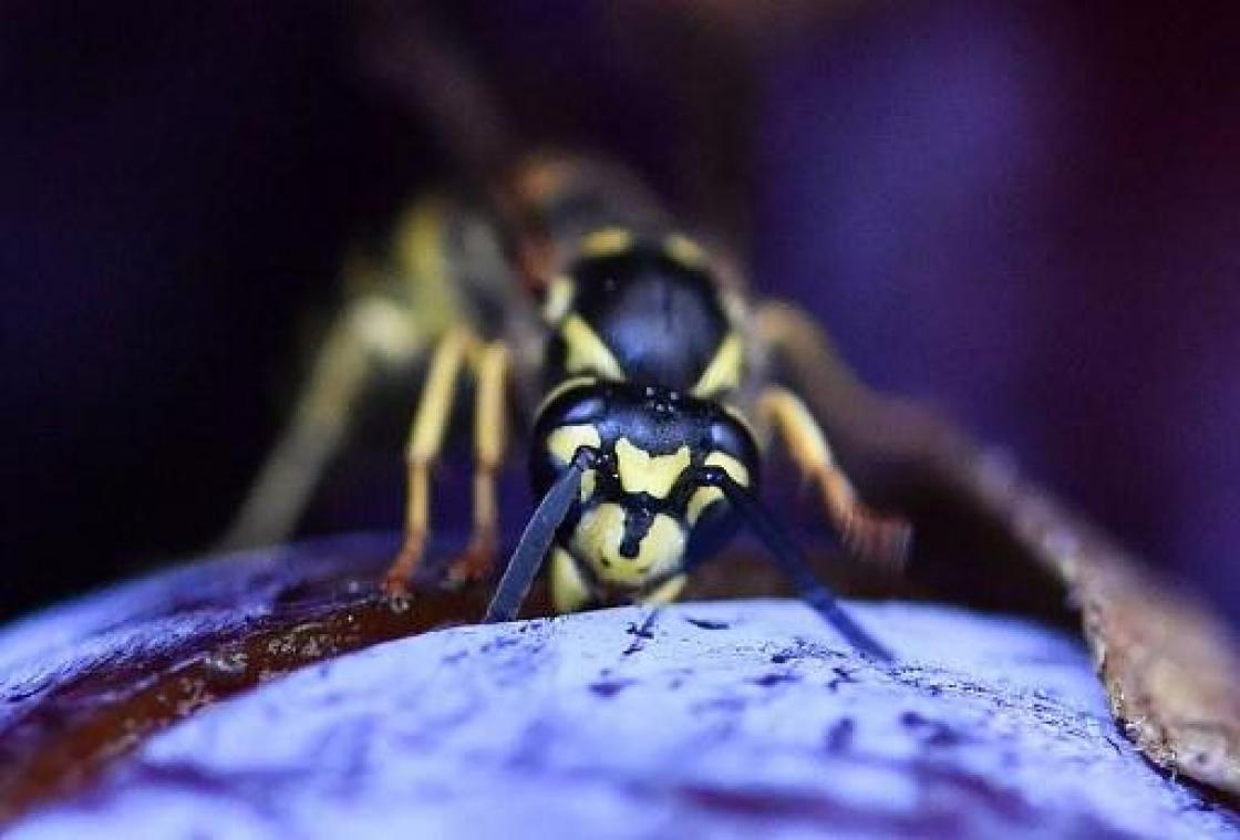 Insectensoorten zijn met uitsterven bedreigd