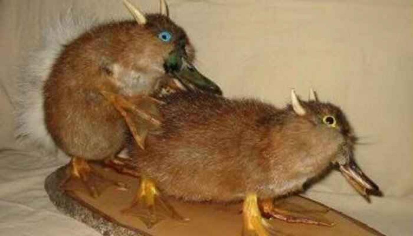 Is dit de slechtste taxidermie van de wereld?