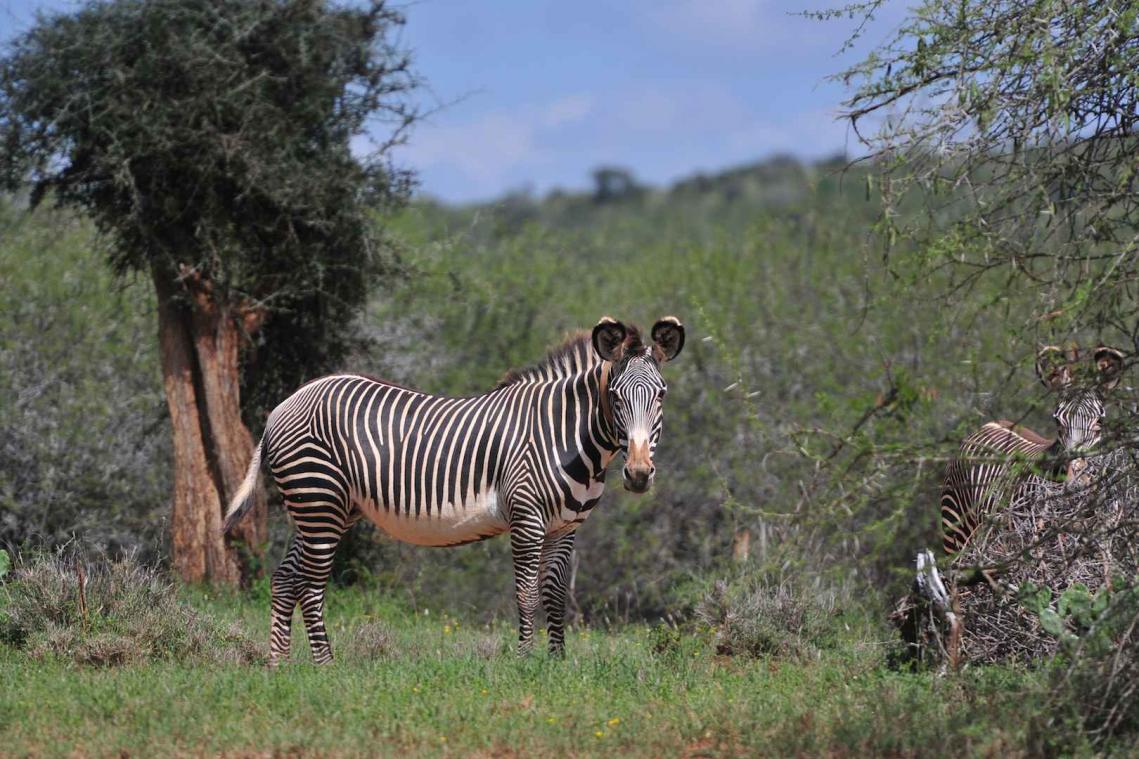 Ontsnapte zebra verdrinkt door slecht getimede tranquillizer