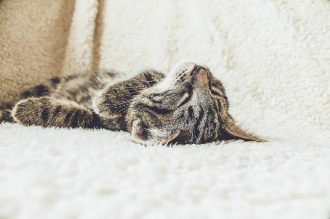 VIDEO. Kater met drankprobleem gaat viraal
