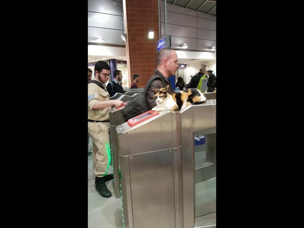 VIDEO. Kat steelt de show in treinstation