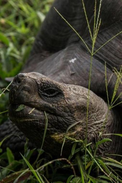 Uitgestorven gewaande schildpad op Galapagoseiland ontdekt