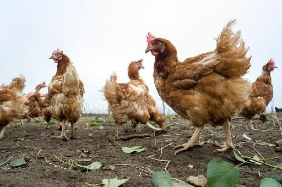 Maandelijks 26,51 miljoen dieren geslacht in België