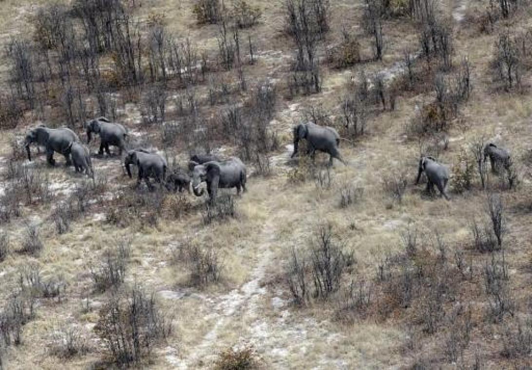 Botswana wil jacht op wilde dieren heropenen
