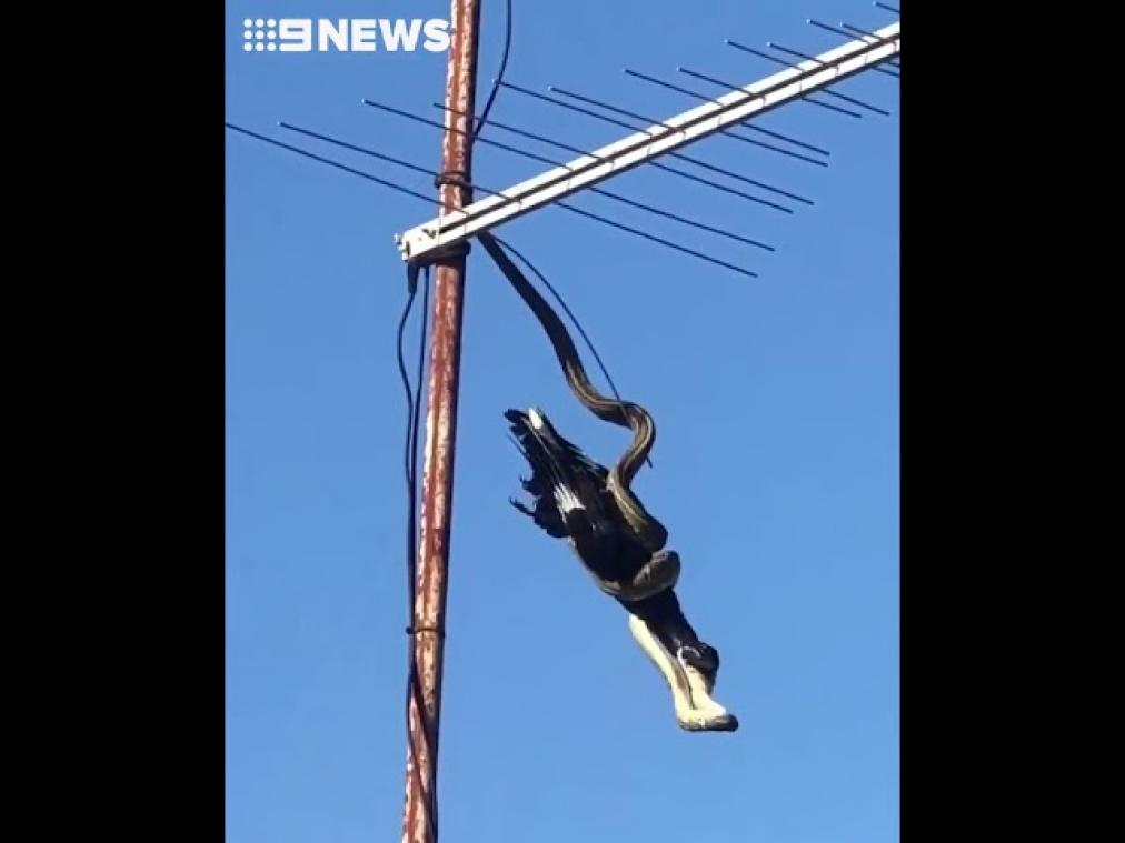 VIDEO. Meterslange python klautert op tv-antenne en doodt kraai