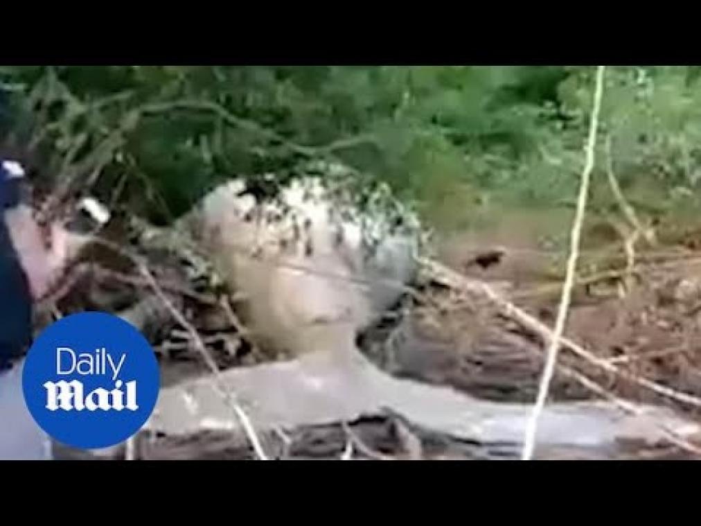 VIDEO. Bultrug ontdekt in de Braziliaanse jungle