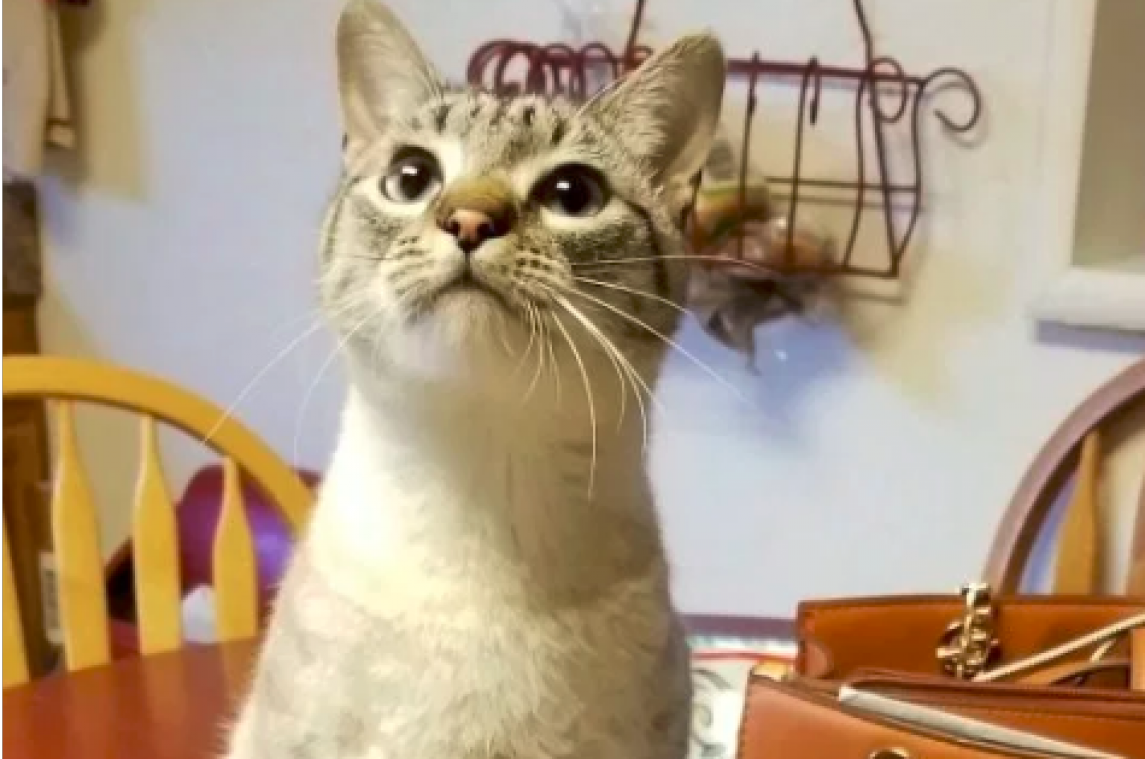 VIDEO. Kat wandelt als een T-rex