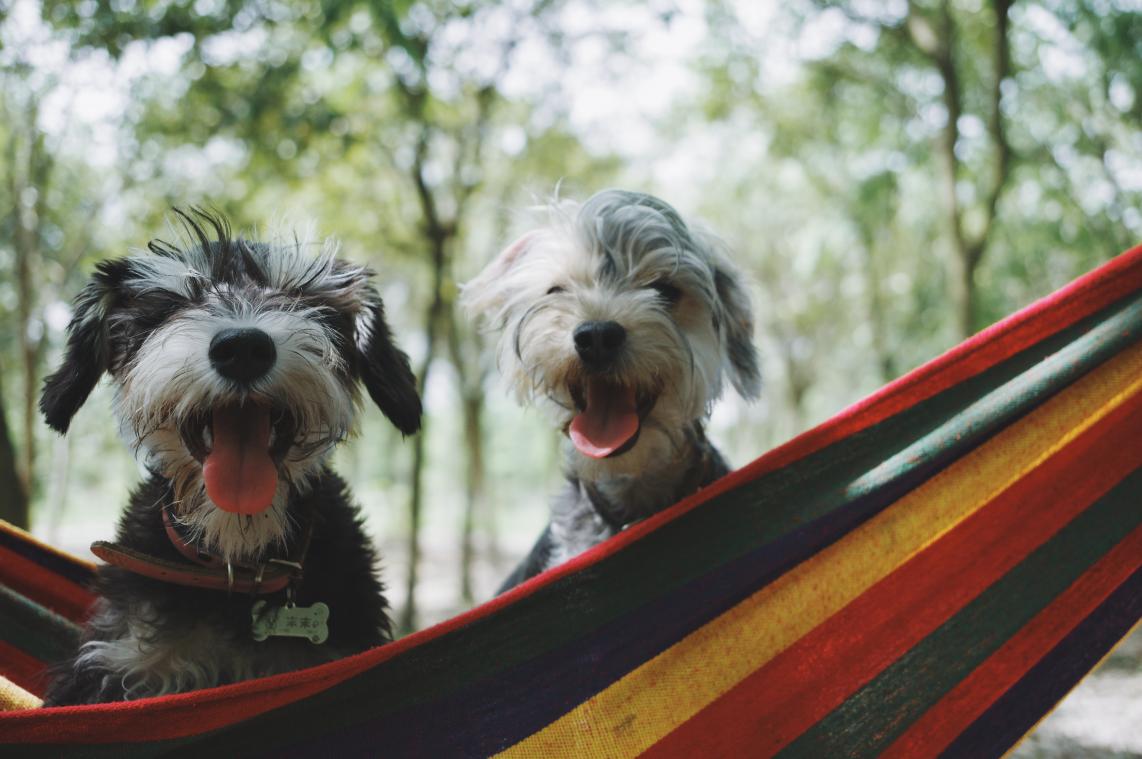 Geef jij deze honden een nieuwe thuis?