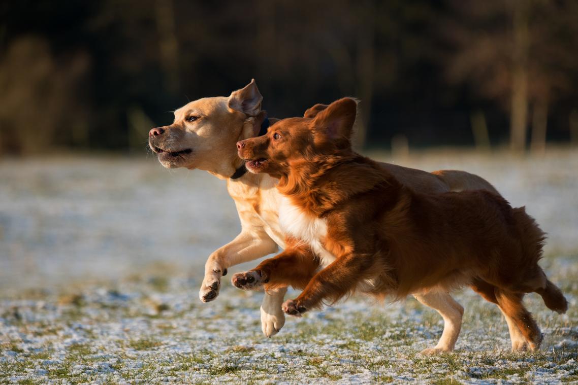 Wie geeft deze honden een warme thuis?