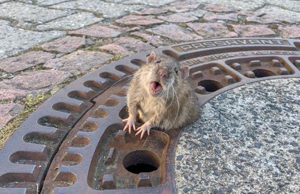 VIDEO. Te dikke rat zit vast in riooldeksel en schreeuwt om hulp