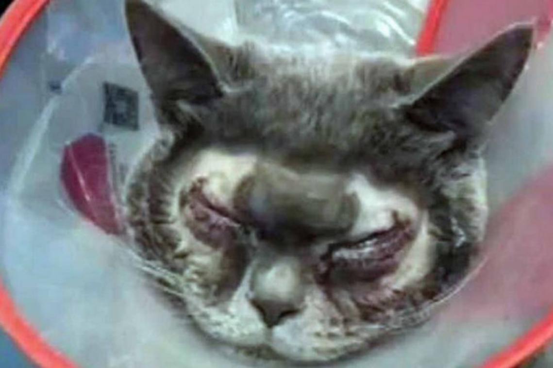 Vrouw spendeert 1.300 euro aan plastische chirurgie voor "lelijke" kat