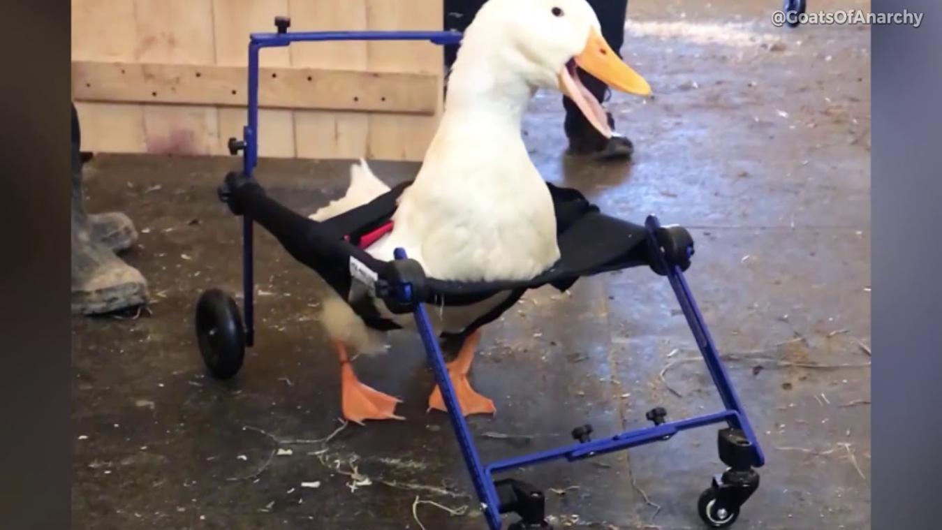 VIDEO. Merlin de eend wandelt dankzij rolstoel